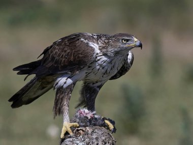 Bonellis Kartalı (Aquila fasciata)