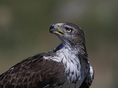 Bonellis Kartalı (Aquila fasciata)