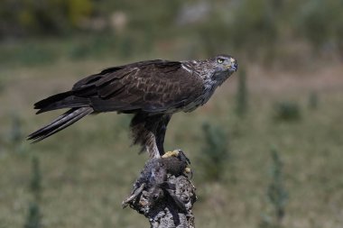 Bonellis Kartalı (Aquila fasciata)