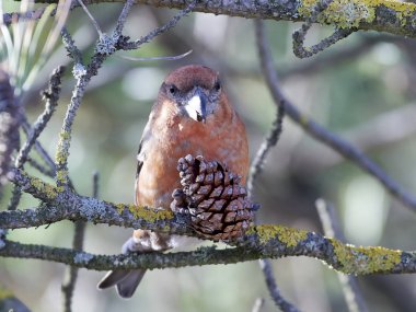 Parrot crossbill (Loxia pytyopsittacus) clipart