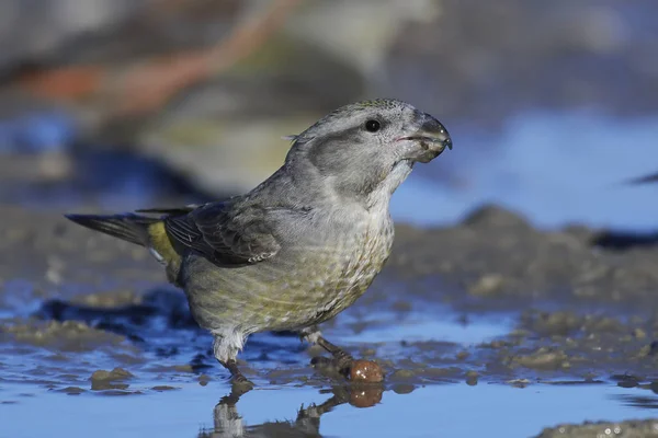 Nagy keresztcsőrű (Loxia pytyopsittacus) — Stock Fotó