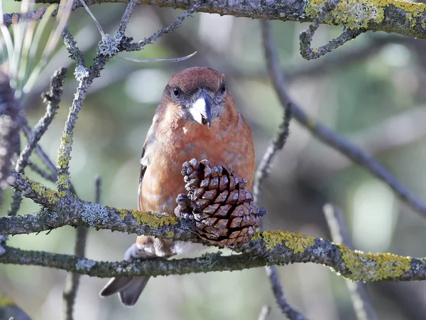 Parrot crossbill (Loxia pytyopsittacus) — Stock Photo, Image