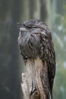 Tawny Frogmouth (Podargus Strigoides)