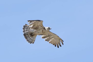 Kısa parmaklı yılan kartalı (Circaetus gallicus)