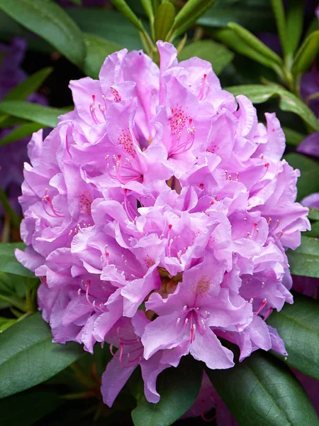 Purple Rhododendron — Stock Photo, Image
