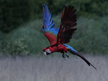 Green-winged macaw (Ara chloropterus) clipart
