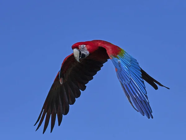 Guacamayo de alas verdes (Ara chloropterus ) — Foto de Stock