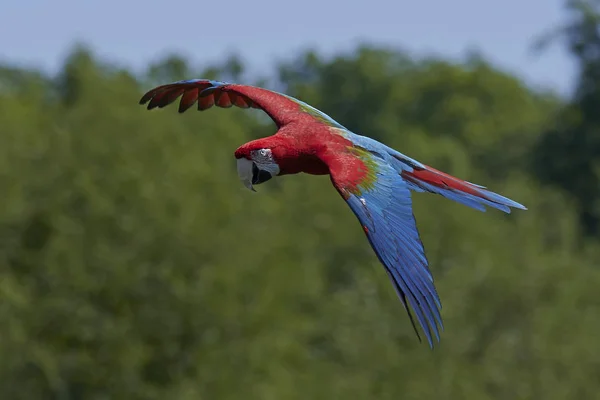 Arara de asa verde (Ara chloropterus ) — Fotografia de Stock