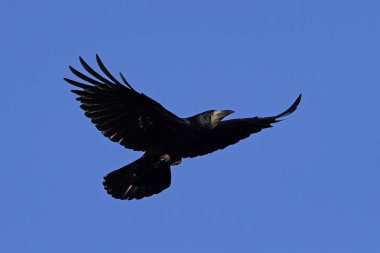 Kale (Corvus frugilegus)
