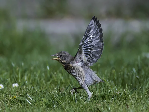 Feldfrüchte (turdus pilaris)) — Stockfoto