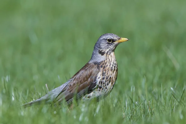 Drozd kvíčala (turdus pilaris) — Stock fotografie