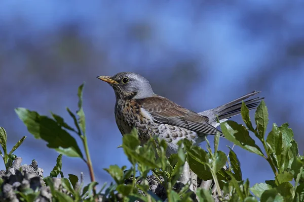 Drozd kvíčala (turdus pilaris) — Stock fotografie