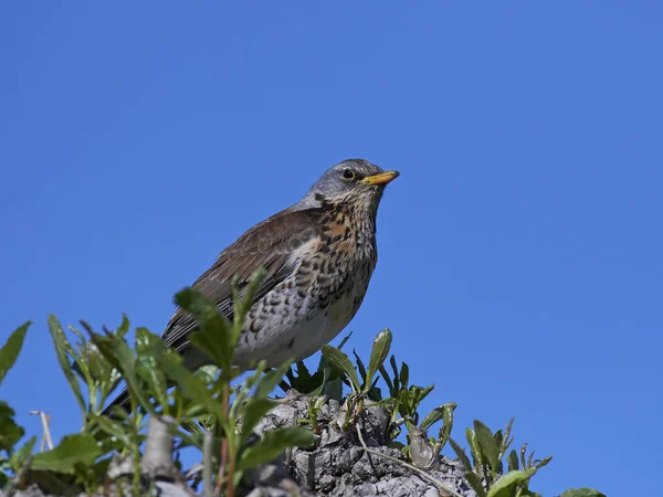 Drozd kvíčala (turdus pilaris) — Stock fotografie