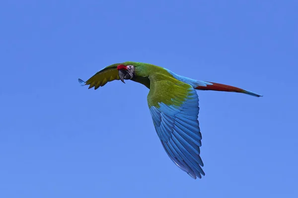 Military macaw (Ara militaris) — Stock Photo, Image