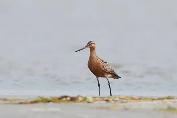 Godwit de cola de bar (Limosa lapponica ) — Foto de Stock