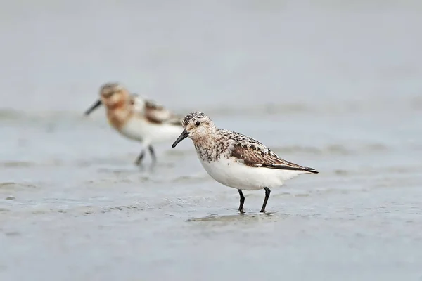 Sandlöpare (Calidris alba) — Stockfoto