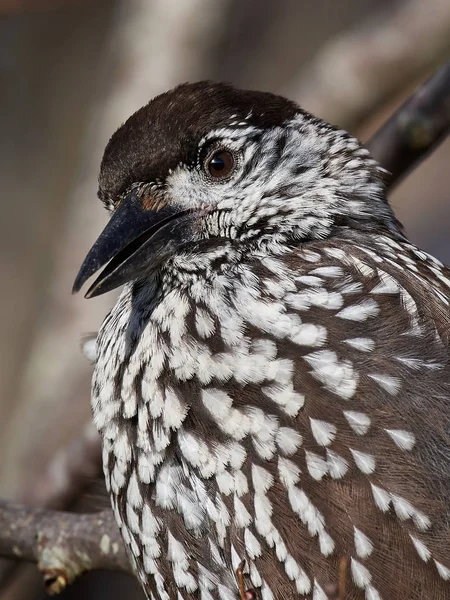 Eurasian nutcracker (Nucifraga caryocatactes) — Stock Photo, Image