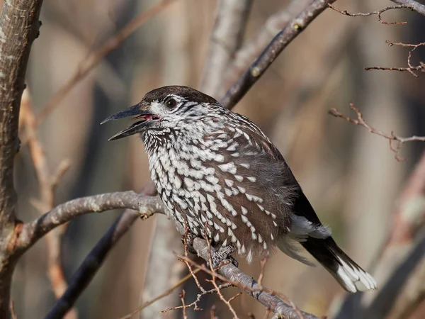 Eurasian nutcracker (Nucifraga caryocatactes) — Stock Photo, Image