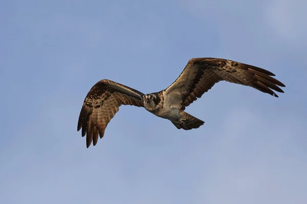 Osprey (Haliéto de pandião ) — Fotografia de Stock