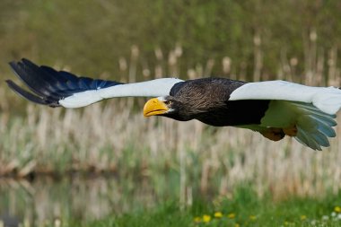 Stellers deniz kartal (Haliaeetus pelagicus)