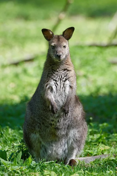 Wallaby de pescoço vermelho (Macropus rufogriseus) — Fotografia de Stock