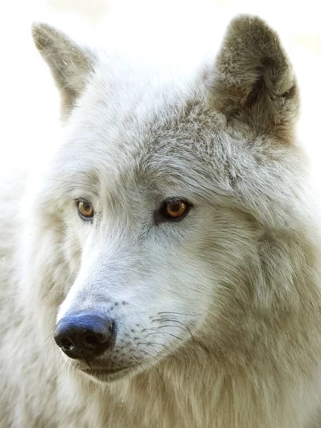 Арктичний вовк ( Canis Wolfus arctos ) — стокове фото