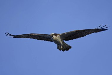 Sorguç (pandion haliaetus)