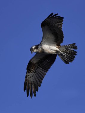 Sorguç (pandion haliaetus)