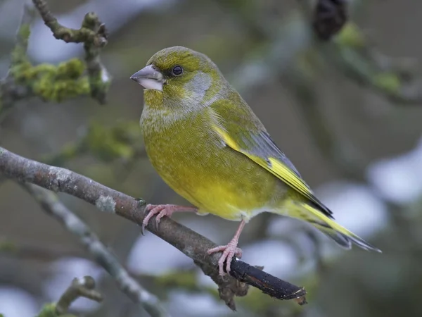 Grünfink (Chloris chloris)) — Stockfoto