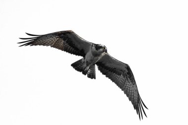 Sorguç (pandion haliaetus)