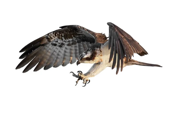 Rybołów (pandion haliaetus) — Zdjęcie stockowe