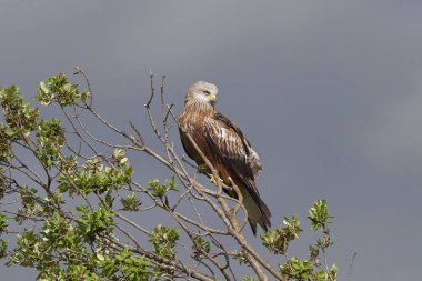 Kırmızı Uçurtma (Milvus milvus)