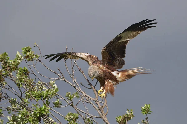 Cometa roja (Milvus milvus) — Foto de Stock