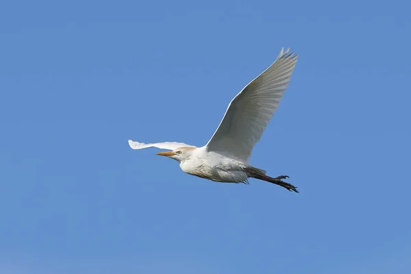 Storfe Egret (Bubulcus ibis) – stockfoto