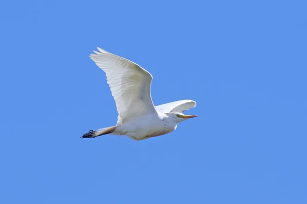 牛油脂(Bubulcus ibis)) — 图库照片