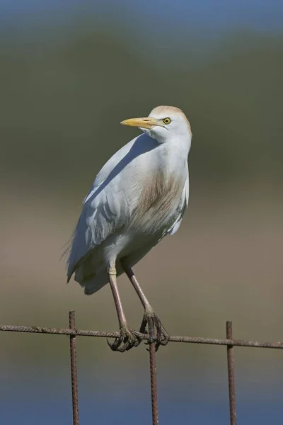 Bovinos Egret (Bubulcus ibis) — Fotografia de Stock