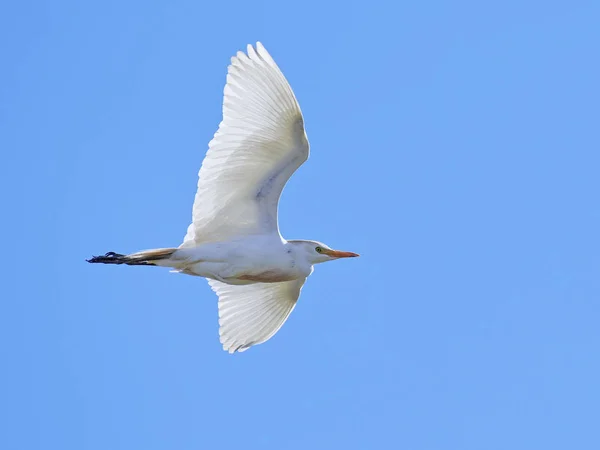 Skot Egret (Bubulcus ibis) — Stock fotografie