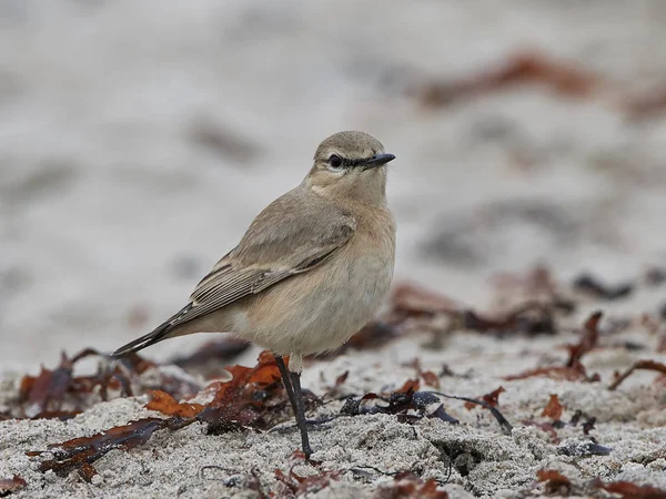 Grano Isabellino Nel Suo Habitat Naturale Spiaggia — Foto Stock