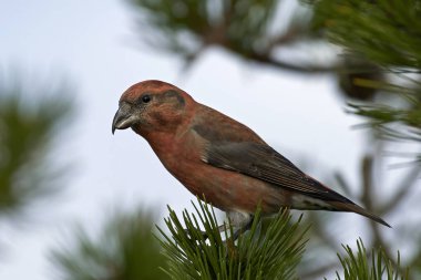 papağan çaprazgaga (Loxia pytyopsittacus)