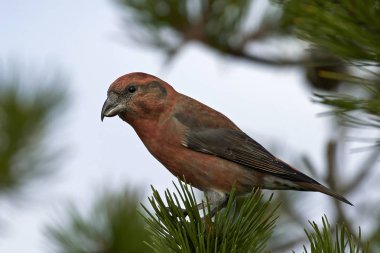 parrot crossbill (Loxia pytyopsittacus) clipart