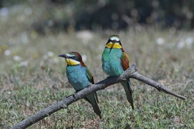 Avrupa Arı Yiyen (Merops Apiaster))