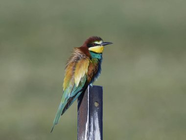 Avrupa Arı Yiyen (Merops Apiaster))