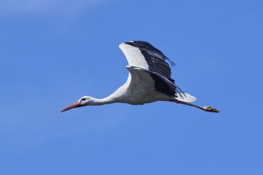Beyaz leylek (Ciconia ciconia)