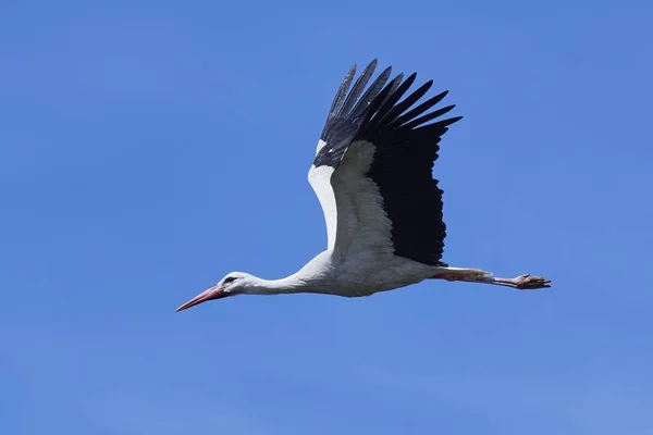 Cigogne Blanche Ciconia Ciconia — Photo