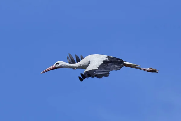 White Stork Ciconia Ciconia — Stock Photo, Image