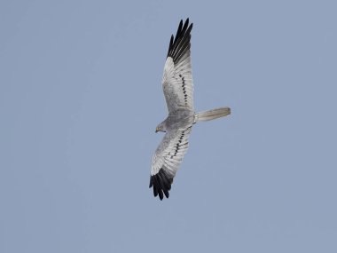 Montagus harrier (Circus pygargus)