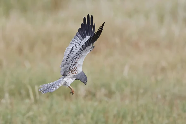 Falco di Montagus (Circus pygargus) — Foto Stock