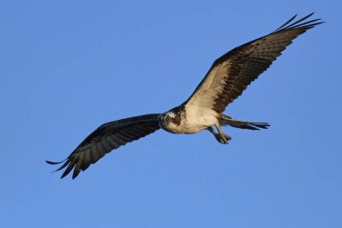 Sorguç (pandion haliaetus)