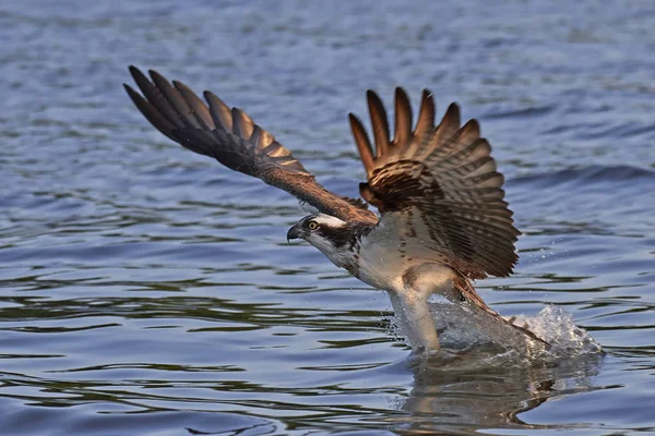 Osprey (pandion haliaetus) ) —  Fotos de Stock