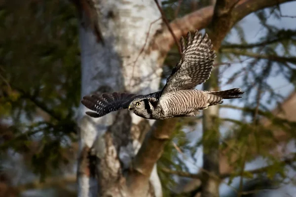 Northern hawk-owl (Surnia ulula) — Stock Photo, Image